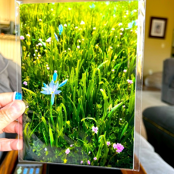 5x7 Wildflowers Photographic print, Original Photography - Picture 2 of 2